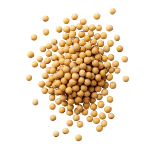 Semillas de Soya Cruda